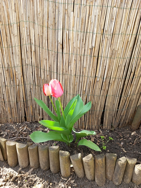 kiskertunkbe_tulipan